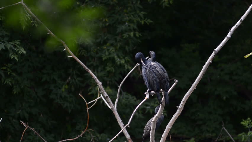 cormorants on a tree