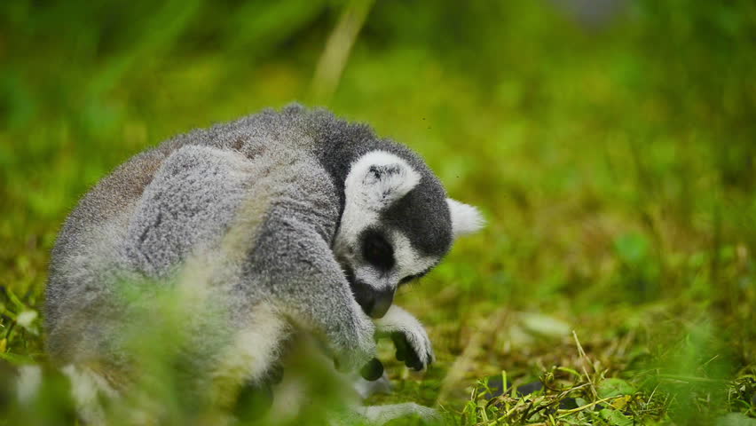 Ring-tailed Lemur