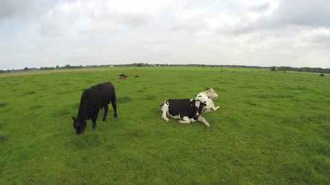 Aerial footage of a small group of cows one standing and eating grass the other two sitting and relaxing and ruminating food drone moving slowly around the animals cows not minding the UAV 4k quality