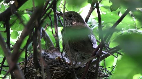 thrush near a nest