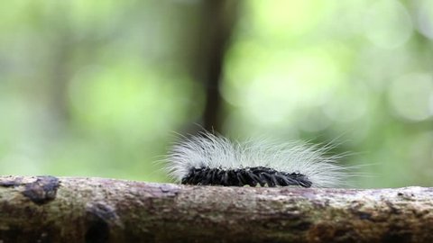 Hairy caterpillar dew covered and crawl on bark tree