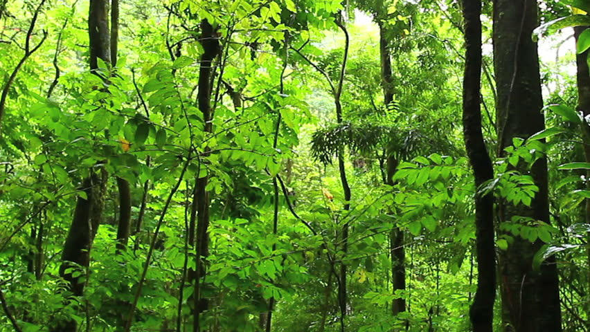 rainforest hd videos 1080p