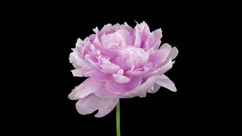 Time-lapse of rotating and dying pink Peony 1c3 in RGB + ALPHA matte format isolated on black background

