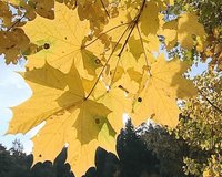 Closeup of autumn mapple tree branch with yellow color leaves moving in wind and sunlight penetrate through them. 