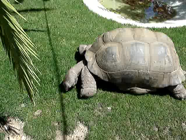 Giant turtle