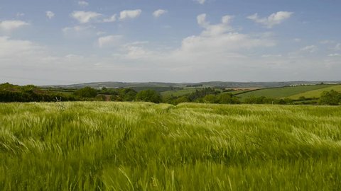 A field of Barley blowing in the wind, in the Cornish countryside