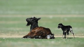 domestic goat giving birth to its kids on field in spring
