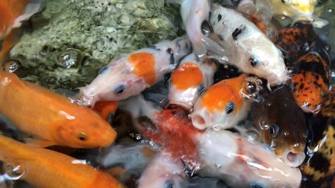 Colorful fancy carp fish, koi fish are swimming in pond, close up