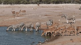 Plains (Burchells) zebras and impala antelopes drinking at a waterhole, Etosha National Park, Namibia