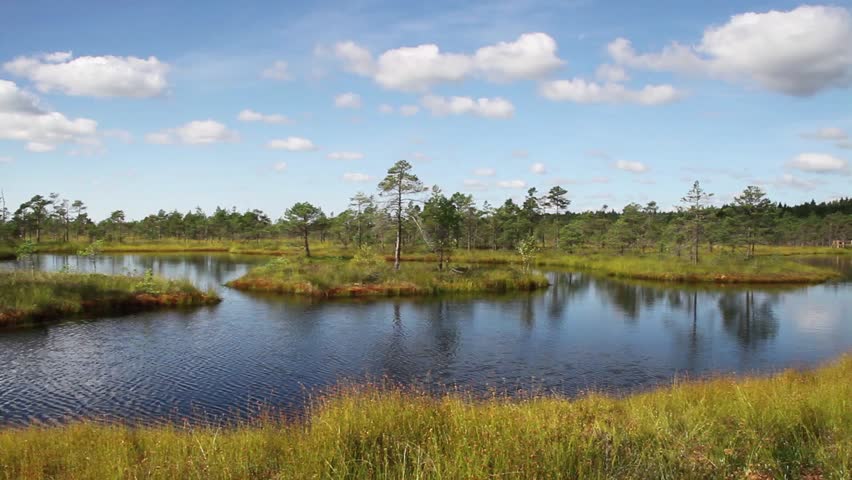Bog in the national park.