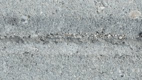Black ants crawling on the ant trail between concrete urban paving slabs in opposite directions. (av29613c)