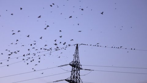 SILHOUETTE: Big flock of black birds flying and sitting on electrical power lines in evening. Many crows gathering high above on electric transmission tower at dusk