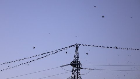 SILHOUETTE: Big flock of black birds flying and sitting on electrical power lines in evening. Many crows gathering high above on electric transmission tower at dusk