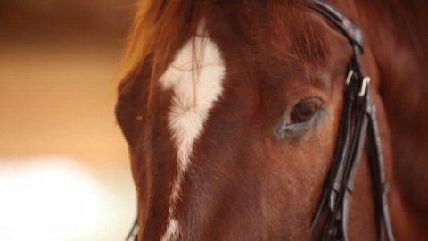 Closeup of a horse's blinking eye and face inside an arena