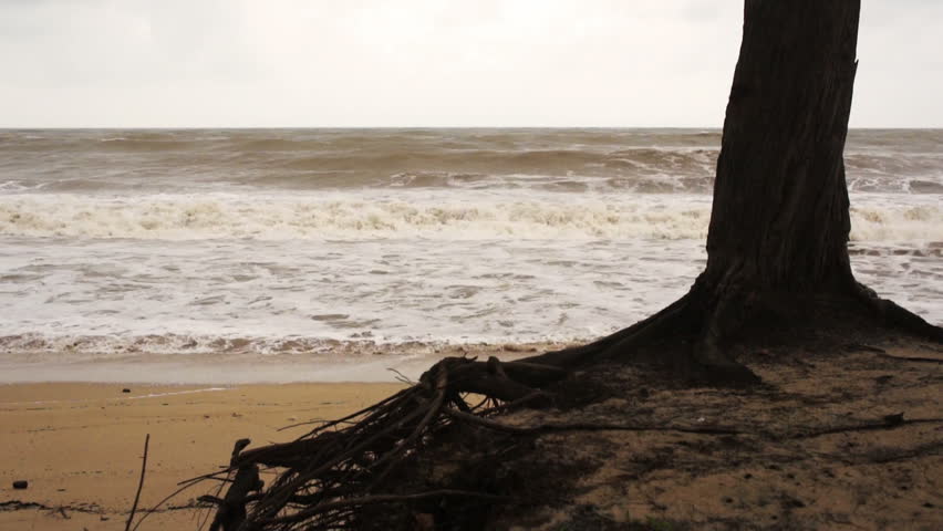 A tree at the beach during monsoon season. 