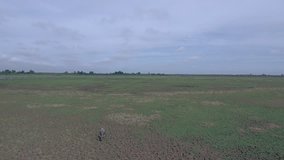 Drone view:  Tilt down of a water buffalo with a white heron sitting on his back walking on a green field  
