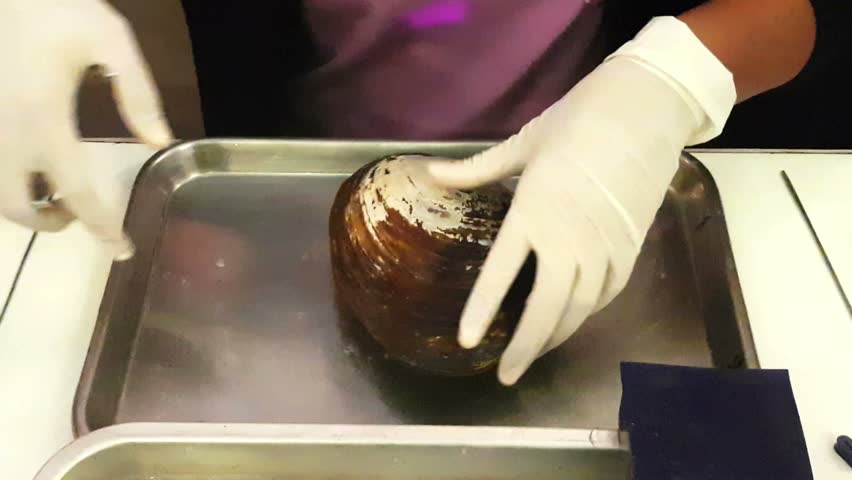 Open the shells for cultured pearl