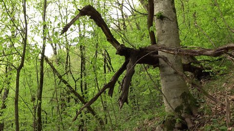 Camera look up and right to fallen dead tree at greenwood area, ground path run through forested hillside. Leafy forest at spring season, bright green leafage at mountainous grove
