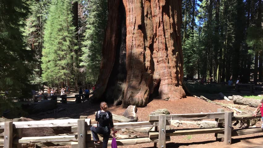 kings canyon sequoia national park, usa
