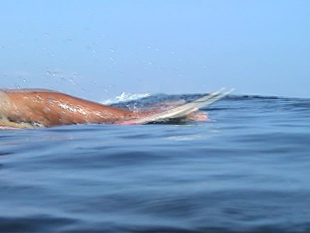 Surfer swimming