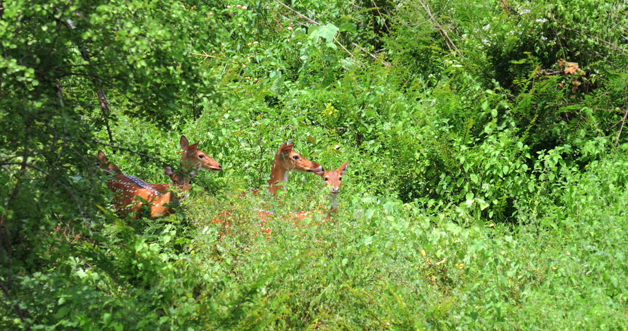 hd nature backgrounds with deer hd nature backgrounds with deer