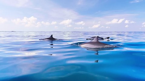 Relaxing slow motion video of dolphins swim in blue sea water close to camera