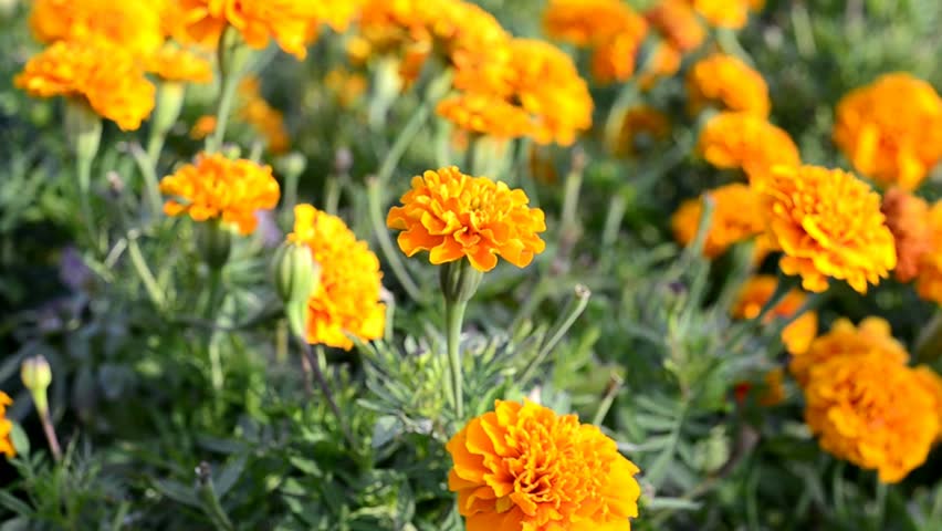 Orange flowers in a garden.