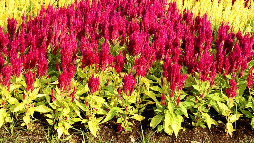 Burgundy colored flowers in a garden.
