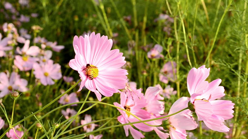 Bee on a pink flower in a formal garden.