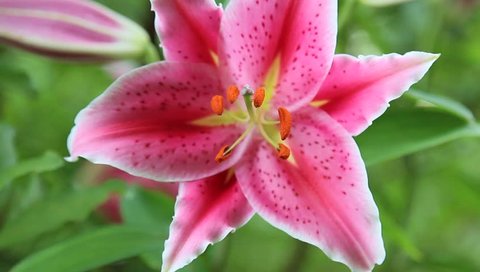 A close up of pink Lily flower
