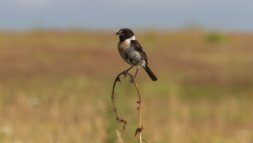 European Stonechat (Saxicola rubicola) in the wild nature with insects in a beak 