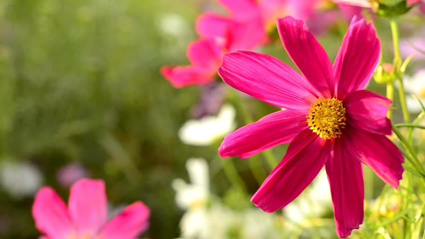 Pink flower in a garden.
