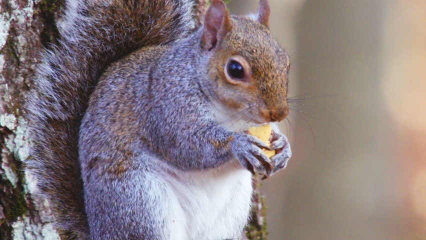 Grey Squirrel (Sciurus carolinensis) eating an acorn in winter.