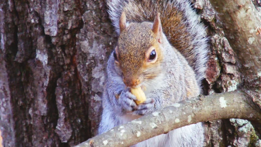 Grey Squirrel (Sciurus carolinensis) eating an acorn in winter.