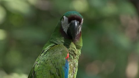 close up of a chestnut fronted macaw in ecuadorian park