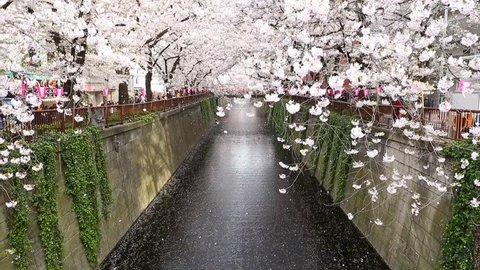 Cherry blossoms at Meguro river, Tokyo, Japan Stockvideó
