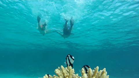 Young couple snorkelers swim towards the camera, holding hands, over the coral with fish Dascyllus in the Red Sea.