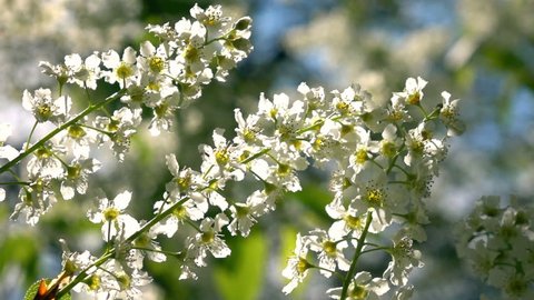 Blooming bird cherry twig closeup in slow motion. Sunny scene with blinding light. Shallow dof. Stunning natural texture in springtime. Full HD footage 1920x1080
