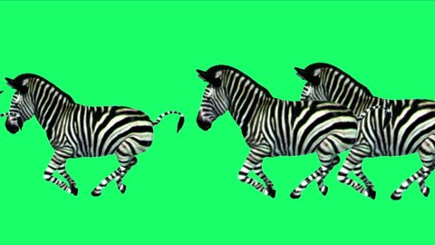 4k Group horses donkeys zebras animals silhouette migration running,Africa grasslands nature background. 4633_4k