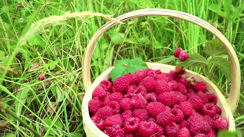 Fresh raspberries in a basket by hand on a background of green grass. The composition is complemented by chamomile and raspberry branch with ripe berries.