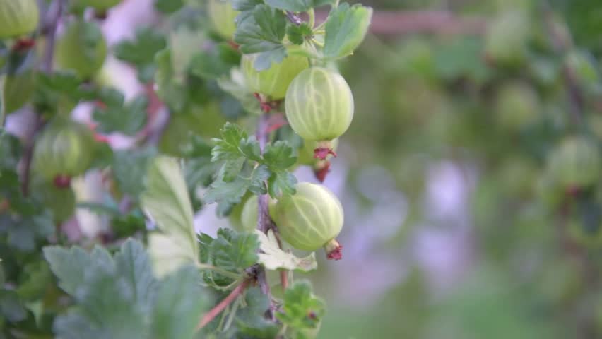 Grows ripe gooseberries on a branch in the garden