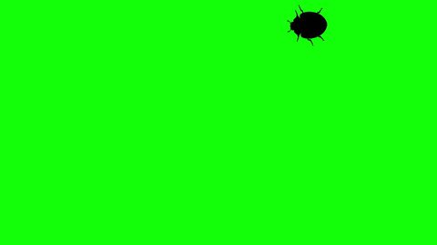 Beetle On Green Screen Cg Animated Stock Footage Video (100% Royalty ...