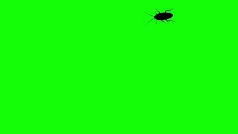 Cockroach on green screen, CG animated silhouette, seamless loop