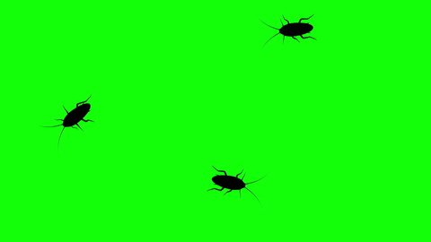 Three cockroach on green screen, CG animated silhouettes, seamless loop