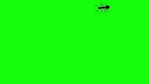 Ant on green screen, CG animated silhouette, seamless loop