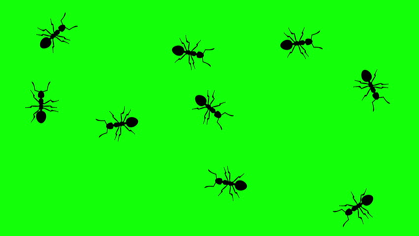 Swarm of ladybugs, CG animated on green screen,… Royalty
