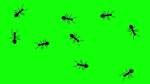 Swarm of ants, CG animated silhouettes on green screen, seamless loop
