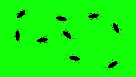 Swarm of cockroaches, CG animated silhouettes on green screen, seamless loop