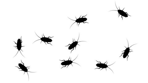Swarm of cockroaches, CG animated silhouettes on white, seamless loop