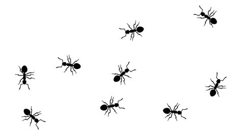 Insect Illustration Drawing Engraving Ink Line Stock Vector (royalty 